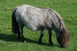 pferd pferd