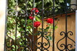 rote rosen
