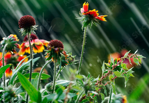 summer rain summer rain