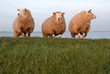 3 sheep