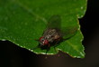 mosca mosca
