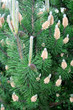 young green pine