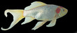 goldfish