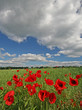 abendmohn 4
