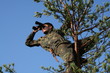 on the pine-tree