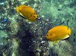twoyellow