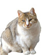 milù