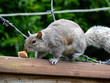 squirrel v barbed wire