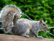 squirrel v barbed wire