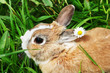 rabbit in flowers
