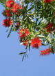 bottlebrush flowers