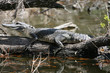alligator on tree trunk in jean lafitte national park near new o