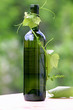 wine bottle and young grape vine branch