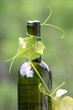 wine bottle and young grape vine branch