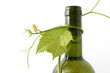 wine bottle and young grape vine branch wine bottle and young grape vine branch