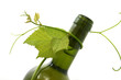 wine bottle and young grape vine branch wine bottle and young grape vine branch