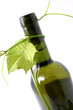 wine bottle and young grape vine branch wine bottle and young grape vine branch
