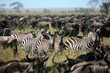 zebra's among a migarting herd of wildebeest