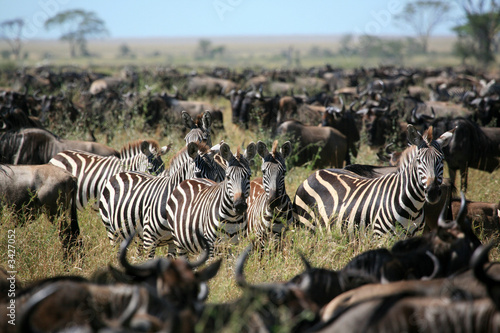 Photo: zebra's among a migarting herd of wildebeest zebra's among a migarting herd of wildebeest