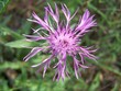 fleur