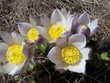 fleurs de montagne