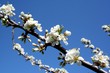 fleurs cerisier