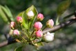 bourgeons pommier