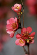 Spring time