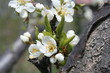fleurs cerisiers