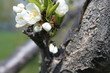 fleurs cerisier