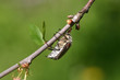 may-bug