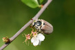 may-bug