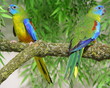 oiseaux exotique
