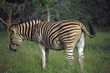 south africa