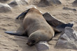 otaries au cape cross en namibie otaries au cape cross en namibie