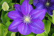 purple clematis