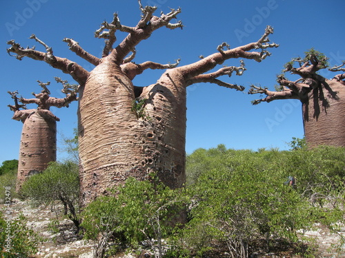 baobab tree