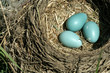 bird nest