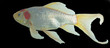 goldfish
