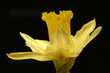 daffodil