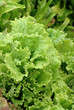 lettuce garden