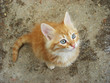 cute kitten