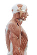 human anatomy