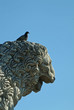 statua leonina statua leonina