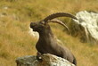 stambecco stambecco