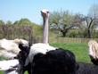 ostrich