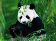 giant panda giant panda