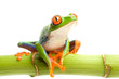 Red-eyed tree frog on bamboo