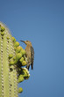 Gila Woodpecker