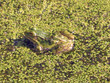 camouflage camouflage